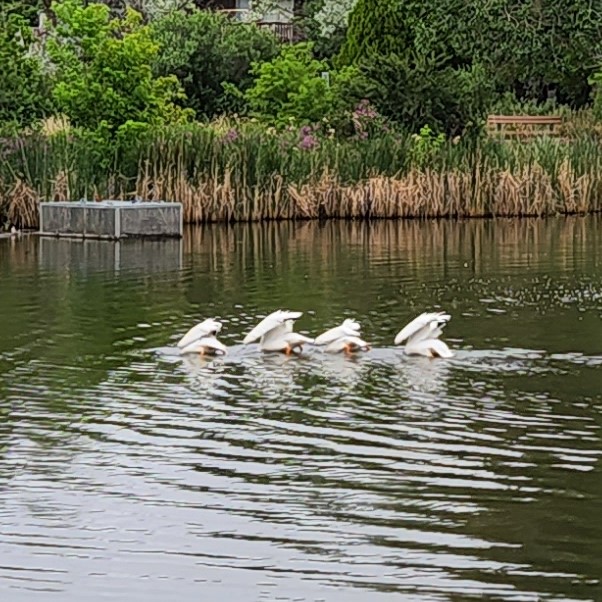 Pelicans in the pond looking for food