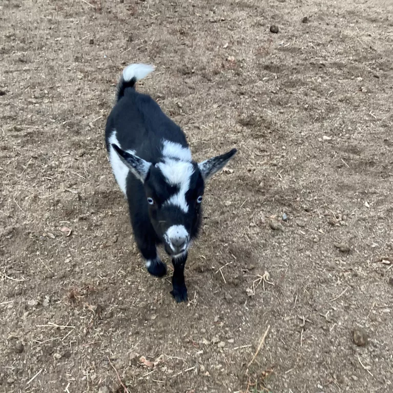 Baby goat - Lulu