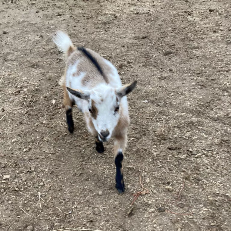 Baby goat - Maggie