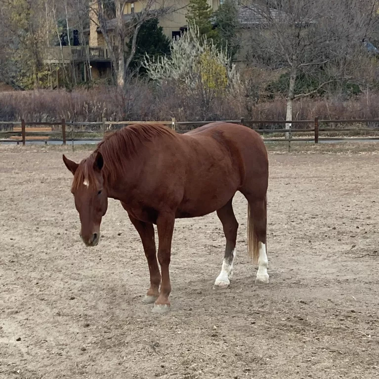 Horse - Oskar