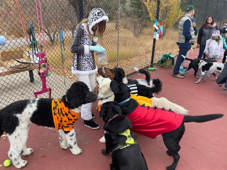 Dog Halloween event 3 - More dogs getting treats
