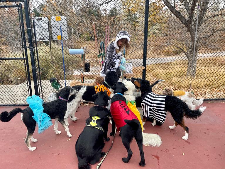 Dog Halloween event 4 - Dogs congregating around a lady providing treats