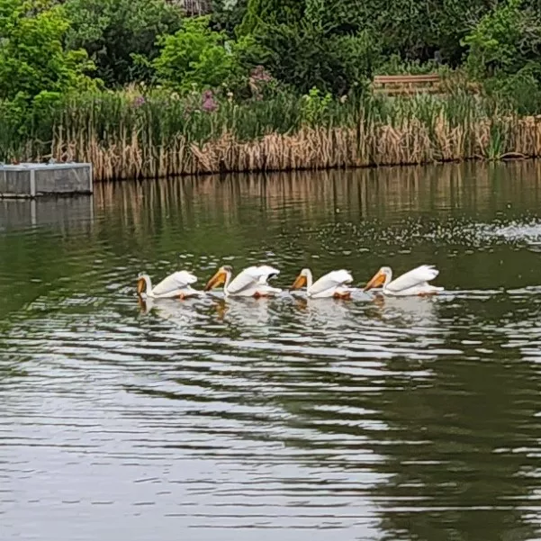 Pelicans in the pond